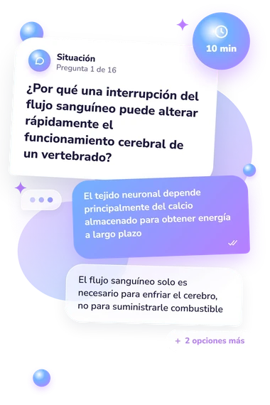 Test cuestionario sobre el cerebro: situación y respuestas