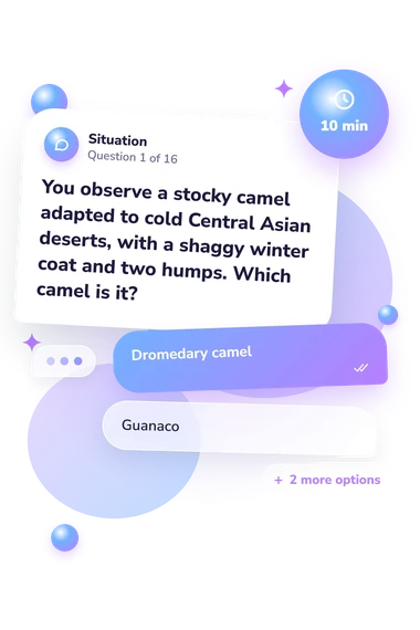 Animal Identification Quiz: situation and reply bubbles