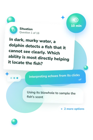 Dolphin Quiz: situation and reply bubbles