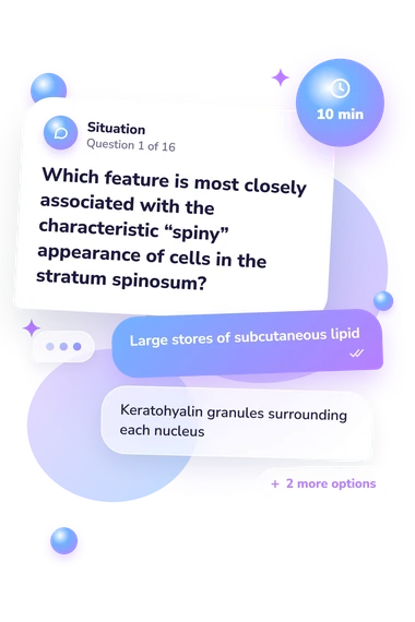 Epidermis Layers Quiz: situation and reply bubbles