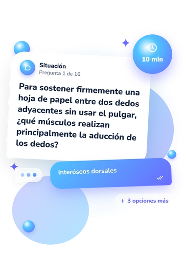 Test cuestionario sobre los músculos: situación y respuestas
