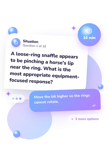 Horse Bit Quiz: situation and reply bubbles