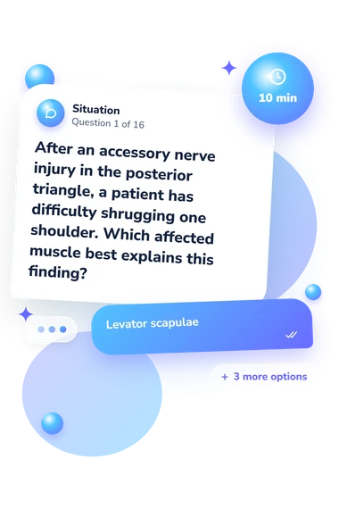 Muscles of the Neck: situation and reply bubbles