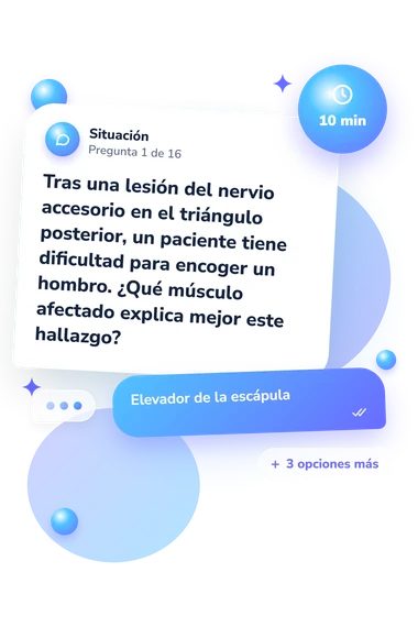 Test cuestionario sobre los músculos: situación y respuestas